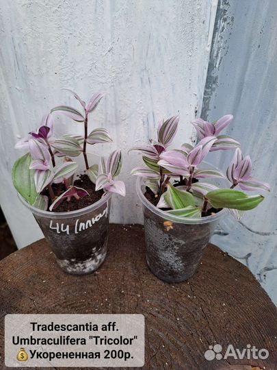 Традесканции, Каллизия, Рео, Гибазис,Цианотис