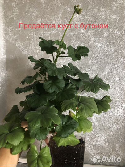 Пеларгония Survivor Idols Rosalinda,с бутоном