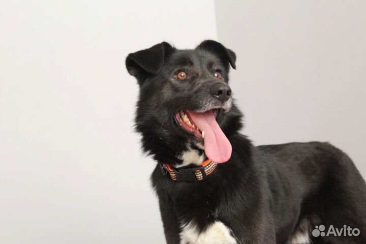 Молодой пёс в добрые руки