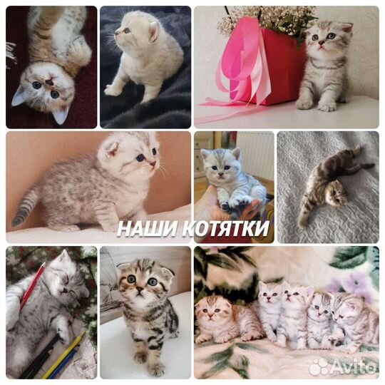 Шотландский кот на вязку