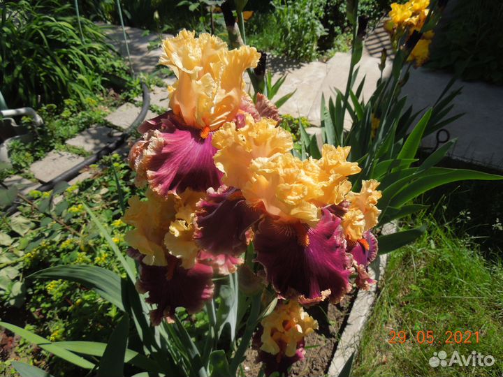 Ирисы сортовые