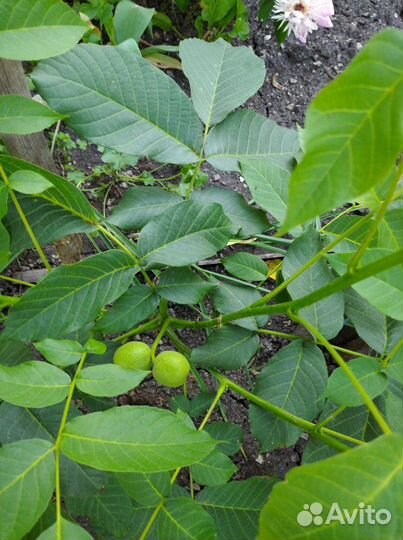 Грецкий орех Саратовский Идеал,фундук садовый