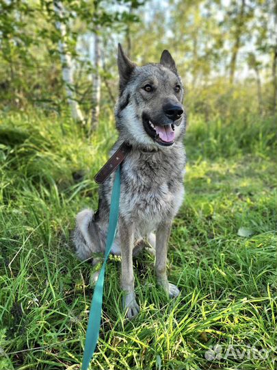 Молодая собака с Историей