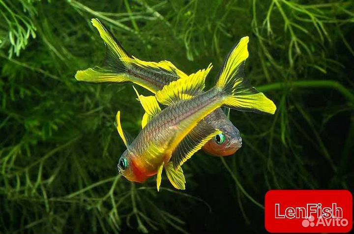 Аквариумные рыбки оптом