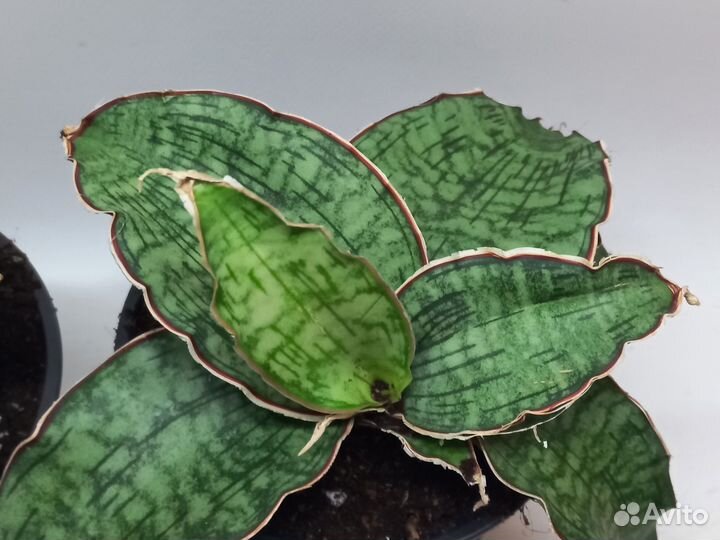 Сансевиерия стар грин гранит