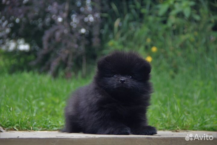 Девочка шпица черная