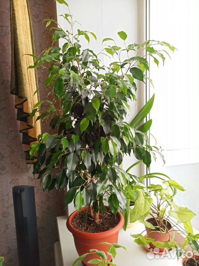 Комнатные цветы