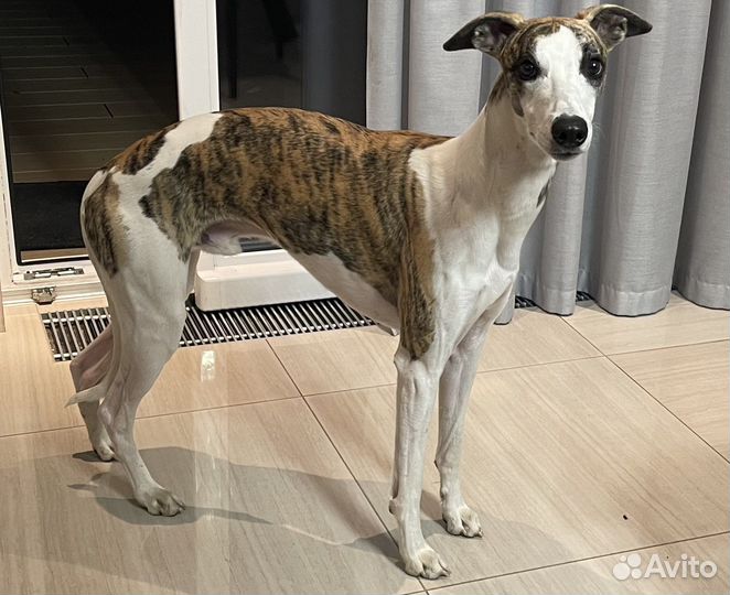 Вязка уиппет