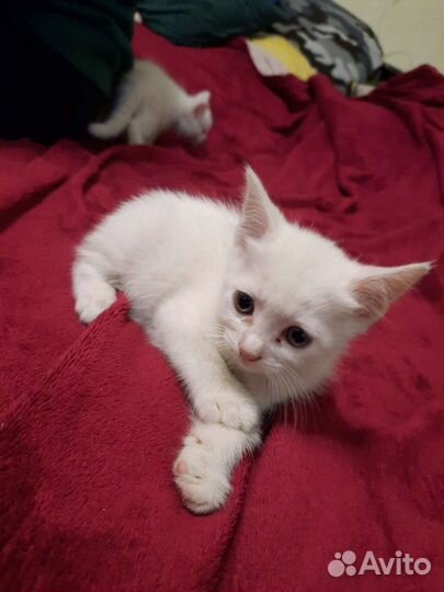 Кошки в добрые руки