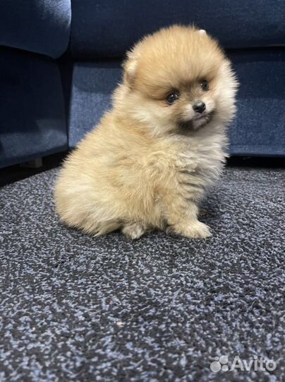Щенки померанского шпица