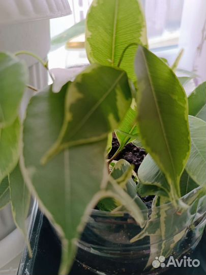 Фикус бенджамина пестролистный
