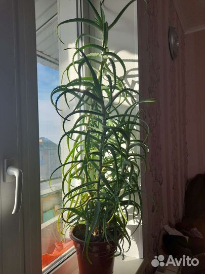 Алоэ