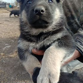 Щенки восточноевропейской овчарки