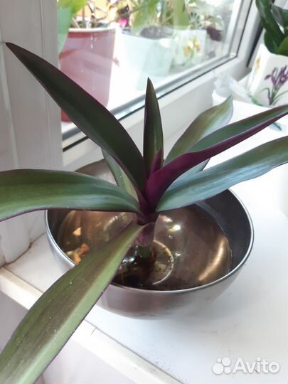 Рео цветок комнатный