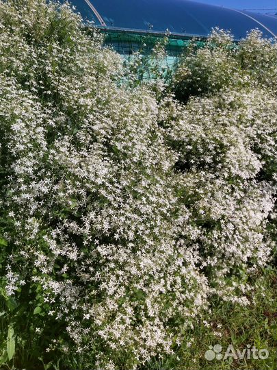 Многолетники