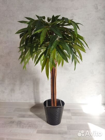 Искусственное дерево манго шефлера