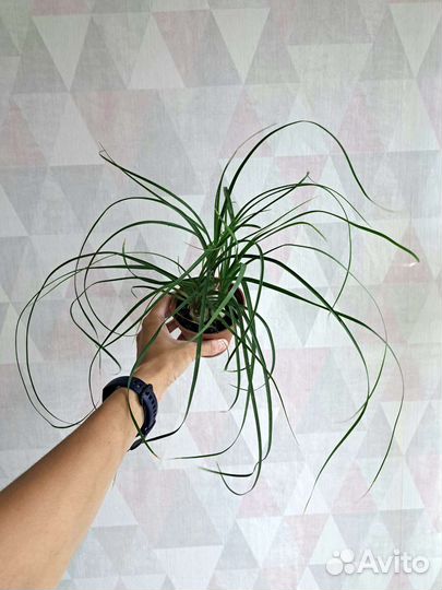 Хамедорея, Нолина