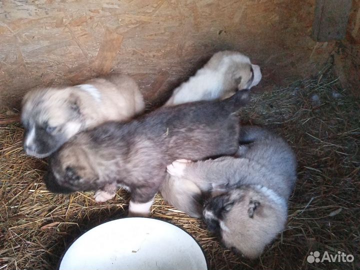 Собака алабай щенки