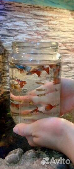 Рыбки гуппи