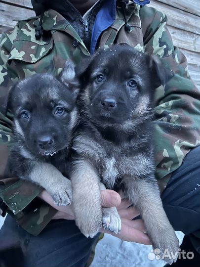 Восточно европейская овчарка ждет своего хозяина