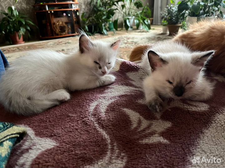 Котята в добрые руки