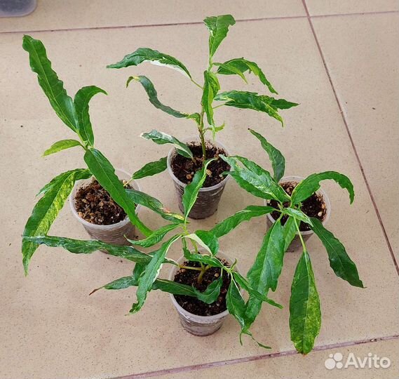 Фикус Ракемоза вариегатная