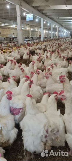 Курица бройлер Росс 308