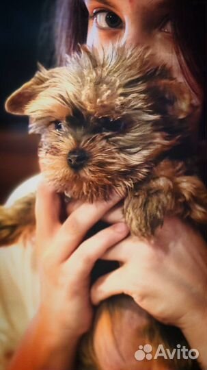 Красивейшая девочка