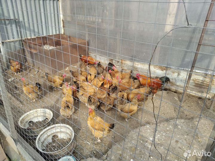 Петушки кучинские юбилейные