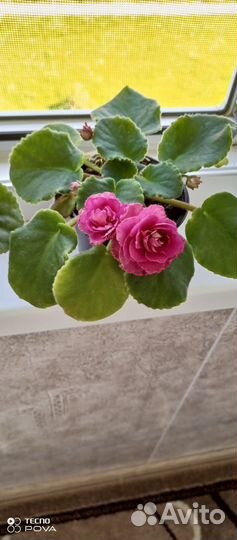 Сортовые фиалки