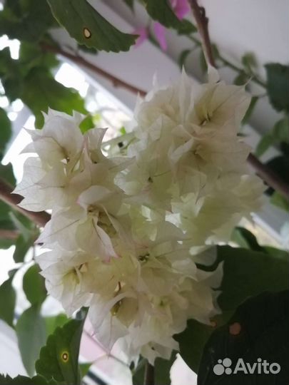 Бугенвиллия