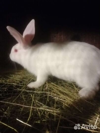 Кролик белый панон