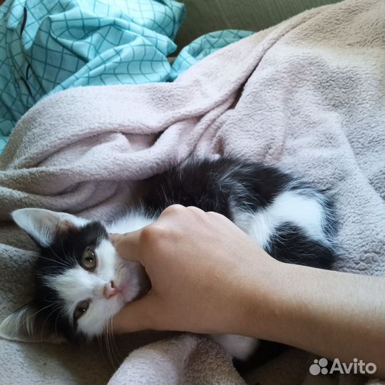 Котёнок в добрые руки