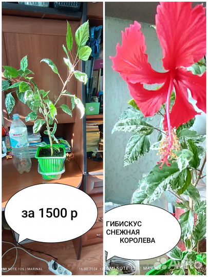 Комнатные растения