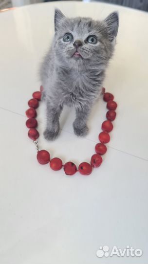 Кошки страйт и фолд
