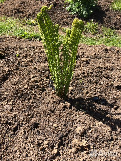 Многолетник Папоротник страусник