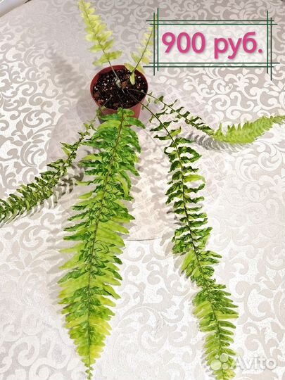 Папоротники