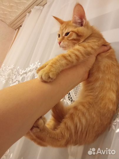 Котята мейн-кун