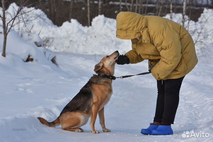 Собака В Добрые Руки