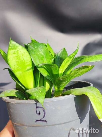 Сансевиерия Ханни