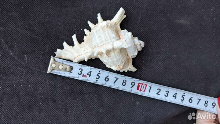 Ламбис миллипеда ракушка морская