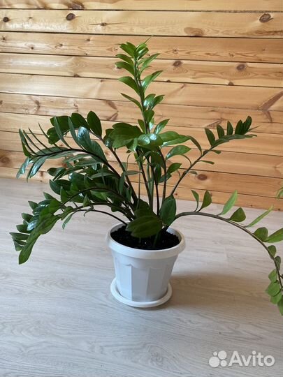 Замиокулькас