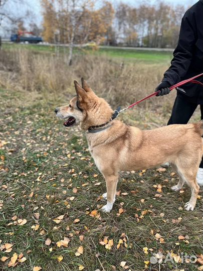 Собака из приюта