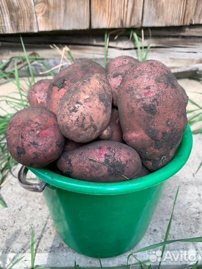 Продам картофель