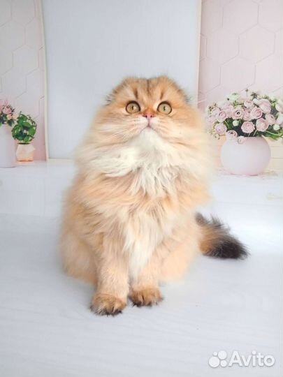 Девочка красотка