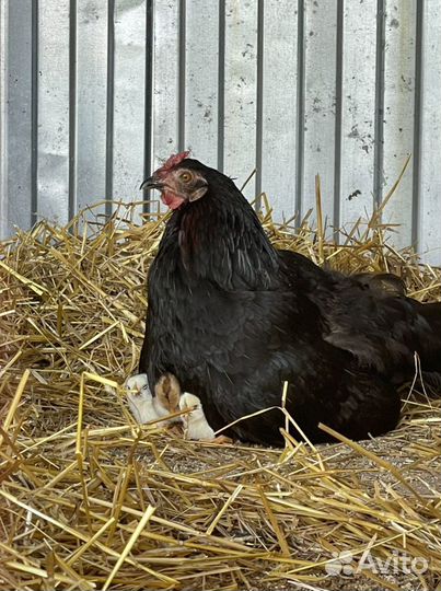 Цыплята Доминанты