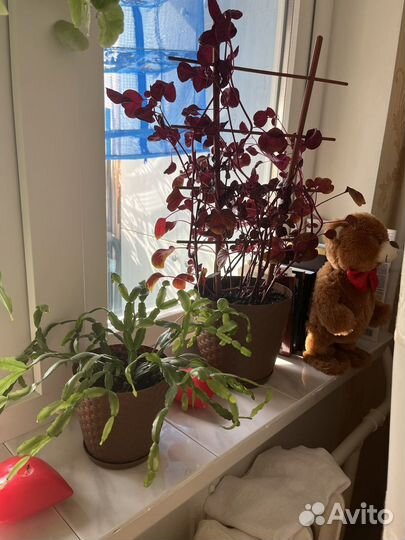 Комнатные цветы разные