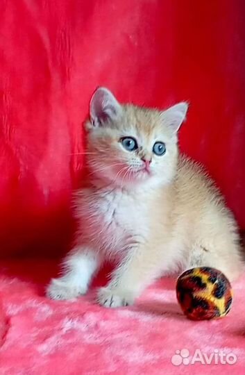 Золотые шотландские котики