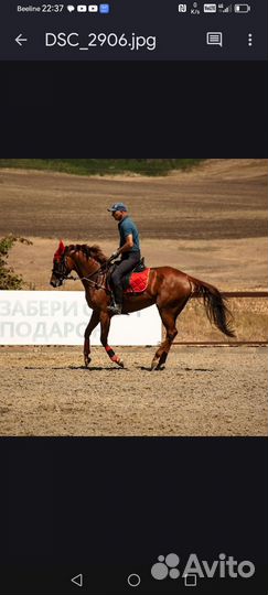Племенная Буденновская Кобыла