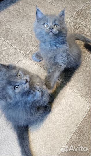 Котята мейн-кун